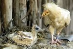 Europa financia un proyecto Life para recuperar aves rapaces de Arribes